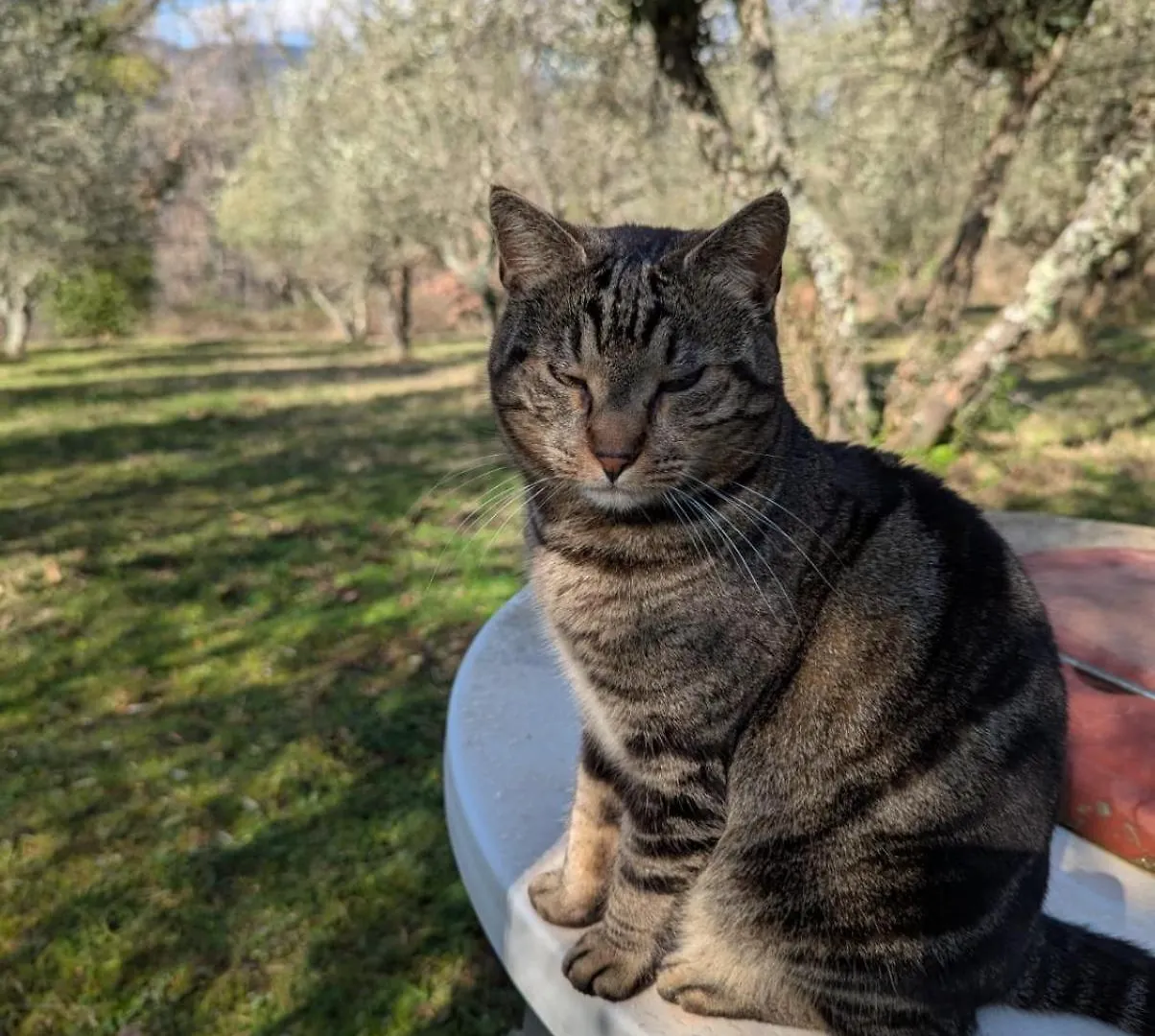Podere Le Muricce Cavriglia